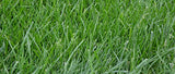 Eretz Kentucky 31 K31 Tall Fescue Grass Seed, State-Certified 3-Lb Bag with No Fillers, Weed Seeds or Other Crop Seeds