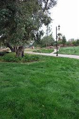 Eco-Lawn Low-Maintenance Grass Seed Blend, 5lb Bag