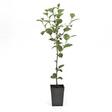 Juliet Dwarf Bush Cherry Live Fruiting Tree by Gurneys, 4 in. Pot, 1-Pack