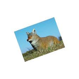 Flambeau Lone Howler Coyote Hunting Decoy